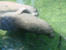 manatees2