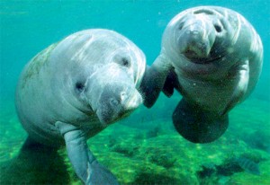 The Crystal River Manatees