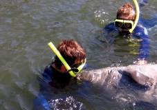 swimwithmanatees2