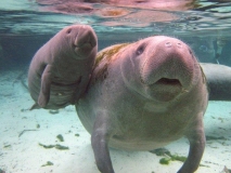 swimwithmanatees5