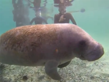 swimwithmanatees8