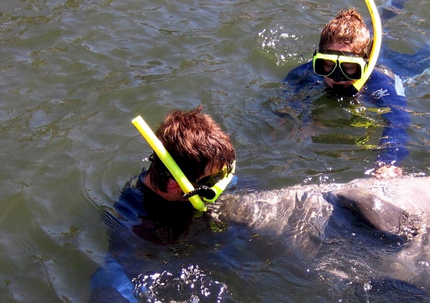 swimwithmanatees2