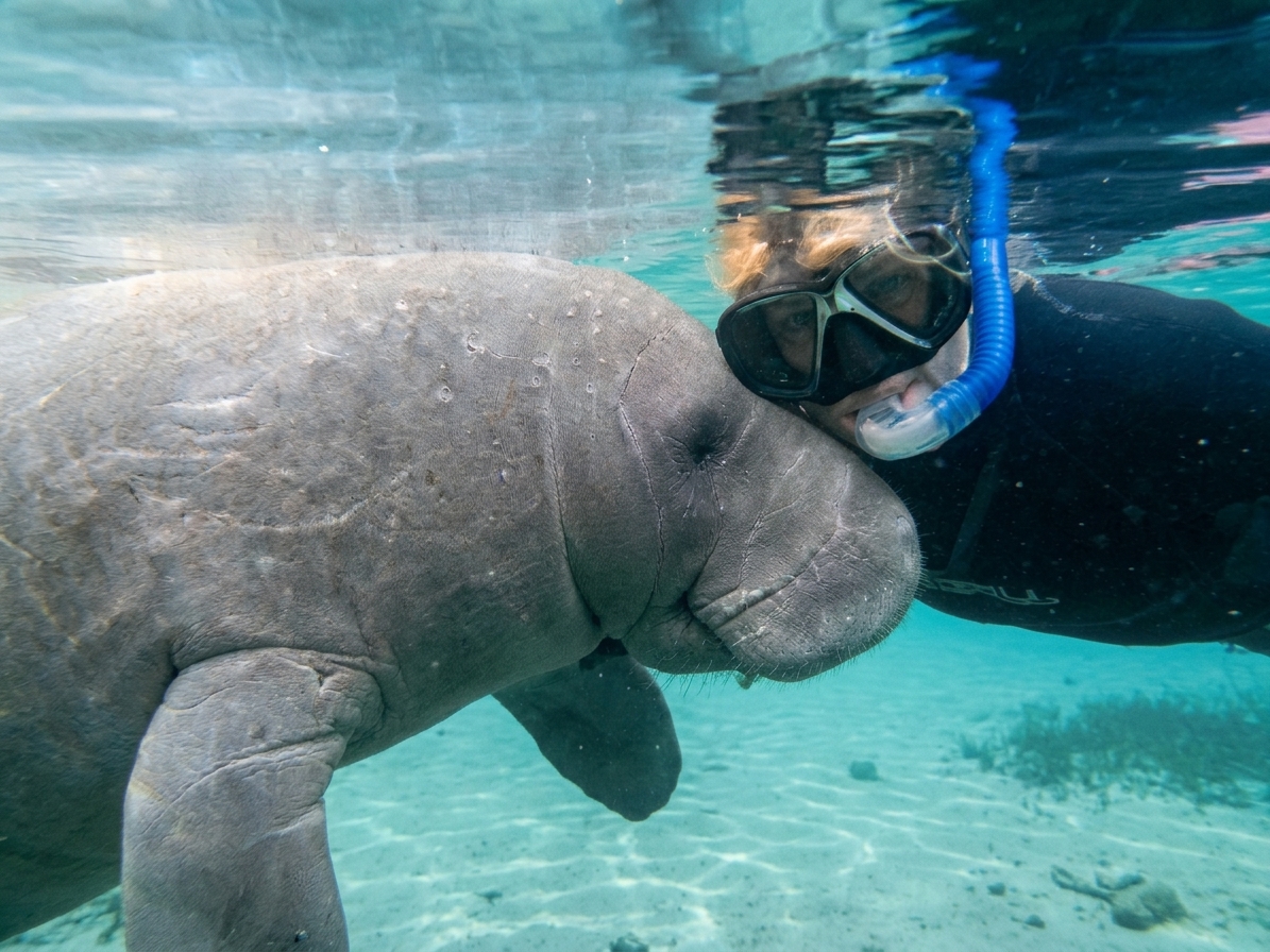 swimwithmanatees51