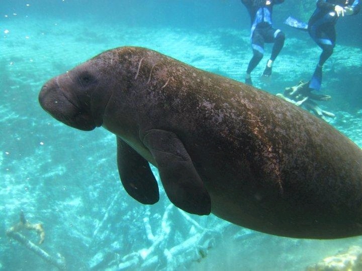 swimwithmanatees6