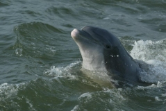 dolphin