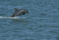 dolphin2