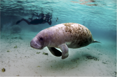 manatee-new