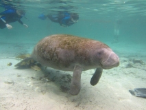manatee