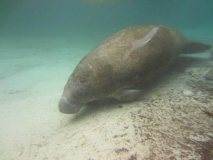 manatee2