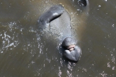 manatee3