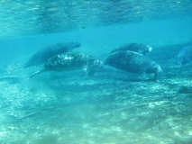 manatees3