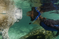 Swim with Manatees Tours