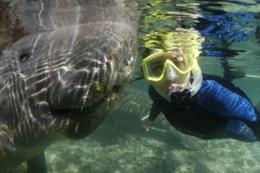 Swim With Manatees