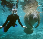 Crystal River Manatees