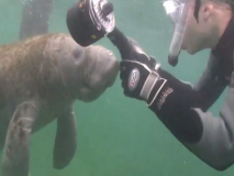 swimwithmanatees1