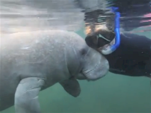 swimwithmanatees10