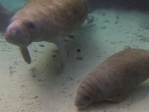 swimwithmanatees11