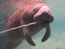swimwithmanatees12