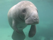 swimwithmanatees13