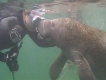 swimwithmanatees3