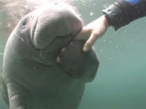 swimwithmanatees4