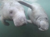 swimwithmanatees9
