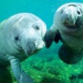 About Manatees