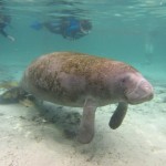 manatee