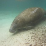 manatee2