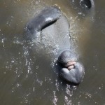 manatee3