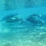 manatees3