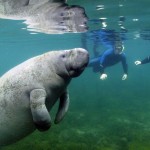 Swim With Manatees