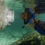 Swim with Manatees Tours