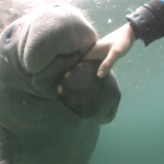 swimwithmanatees4