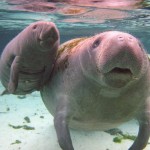 swimwithmanatees5