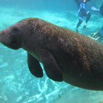 swimwithmanatees6