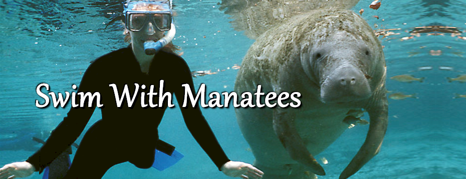 Swim With Manatees