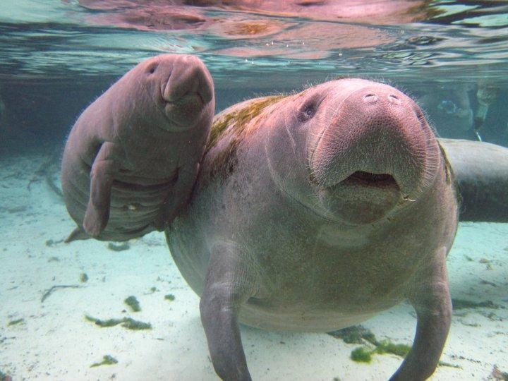 Mama Manatee and Calf