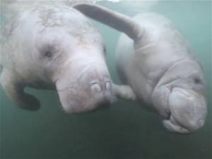 About Manatees