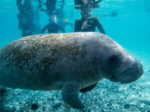 8 Manatee Tours
